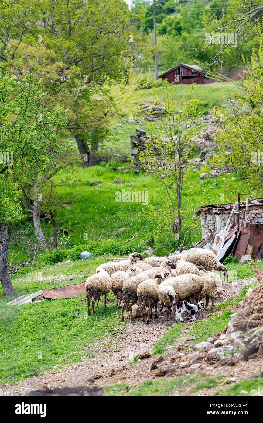 Gregge di pecore riuniti in un cantiere vicino al piccolo rifugio in Bulgaria. Verde primavera paesaggio verticale con il fuoco selettivo. Madre aiuta tiny lam Foto Stock