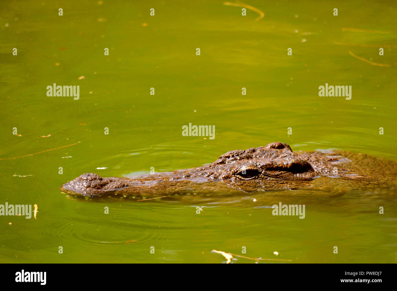 Coccodrillo del Nilo nome latino Crocodylus niloticus Foto Stock