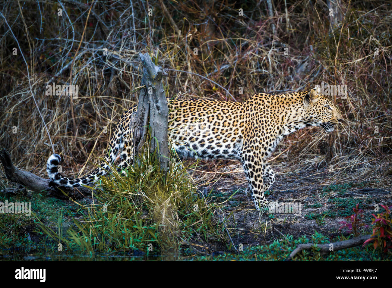 Leopard in Yala National Park, Sri Lanka ; Specie Panthera pardus della famiglia Felidae Foto Stock