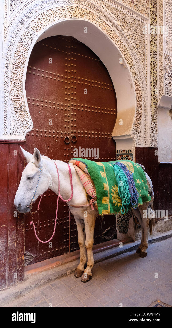 Un cavallo è un veicolo comune nel mercato di Fes, Marocco Foto Stock