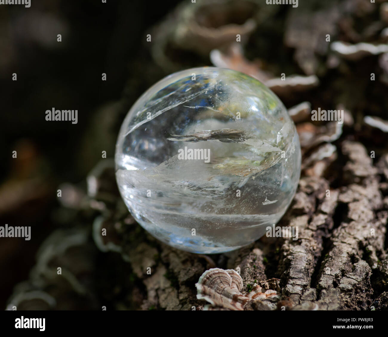 Lemurian quarzo trasparente sfera magica di cristallo orb su MOSS, bryophyta e corteccia, rhytidome in Forest Preserve. Foto Stock