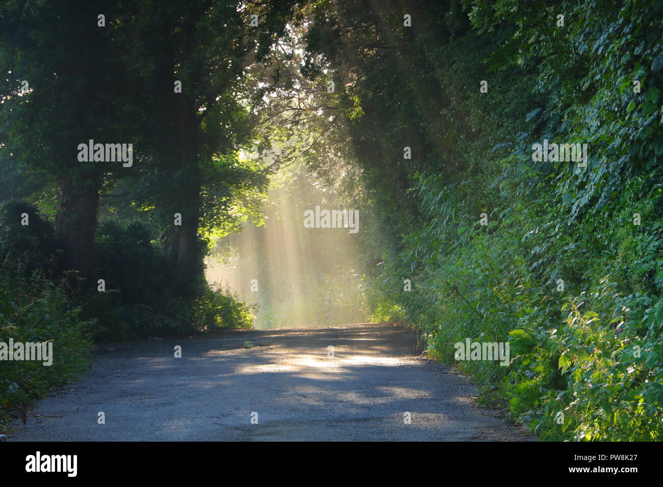 La luce si riversa attraverso le cime degli alberi su un sentiero di bosco in Swillington,West Yorkshire. Foto Stock