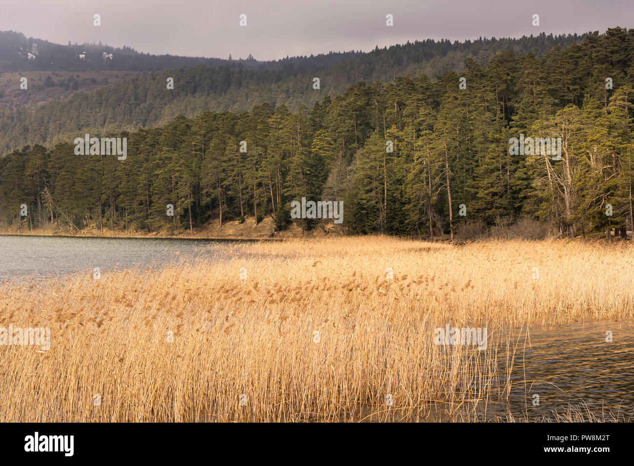 Lago Abant e natura Parco in inverno ma assenza di neve. Foto Stock