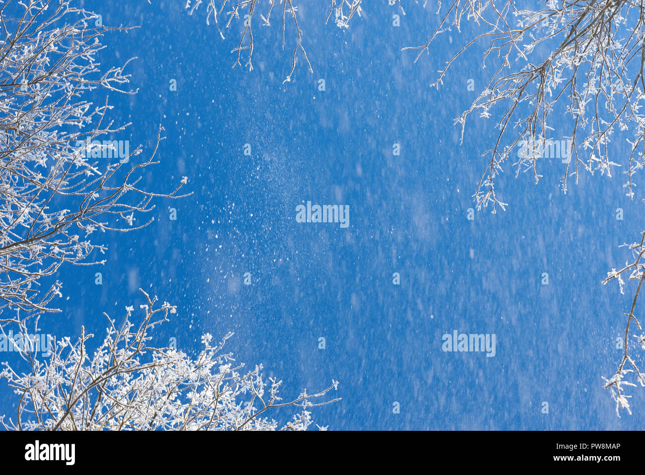 La neve cade dal blu cielo d'inverno. I rami degli alberi sotto la neve sullo sfondo Foto Stock