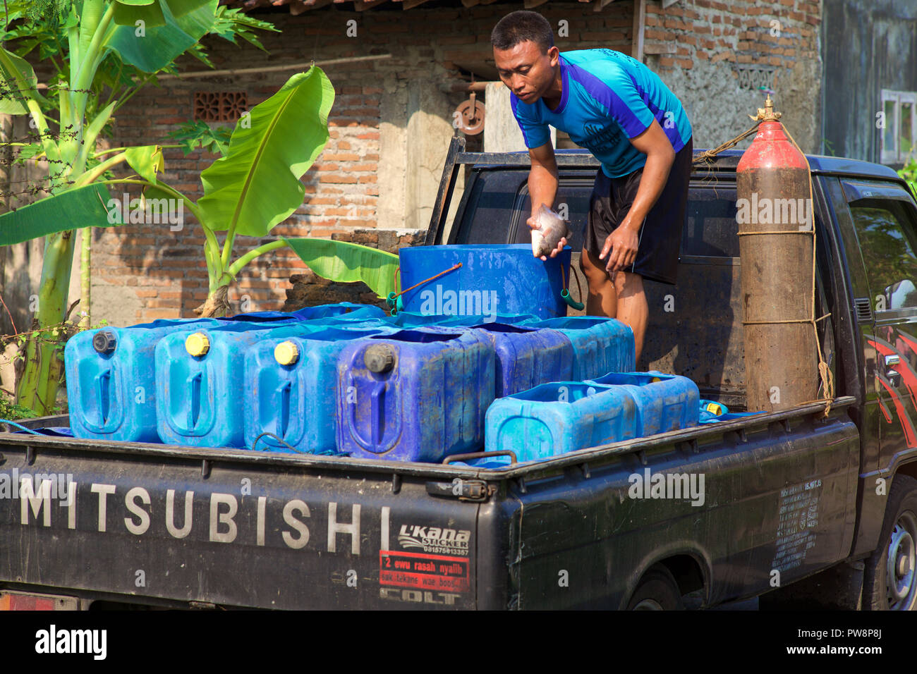 Un uomo su un furgone in un villaggio giavanese caricamento serbatoi di pesce Foto Stock