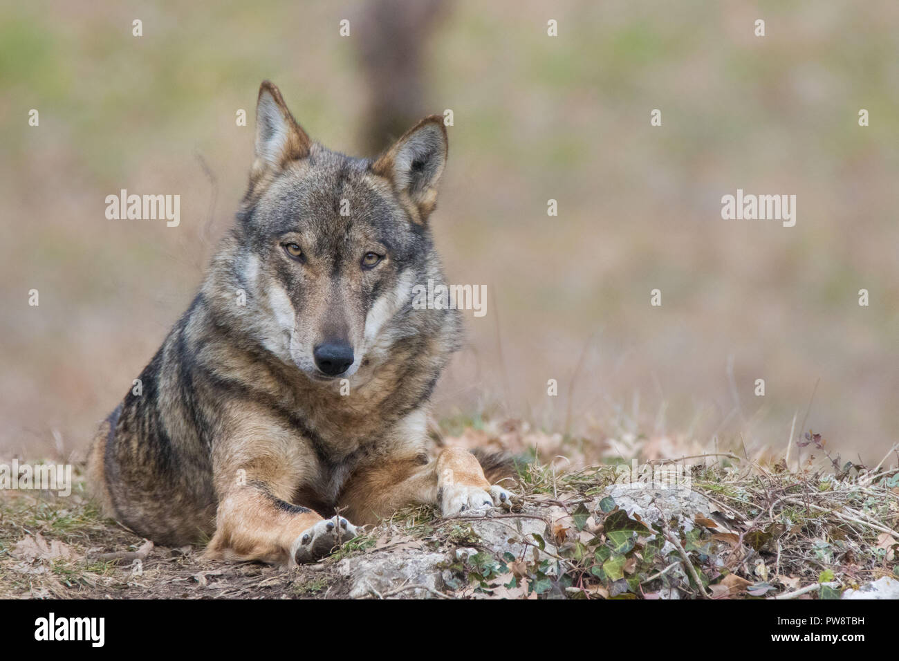 Lupi in natura Foto Stock