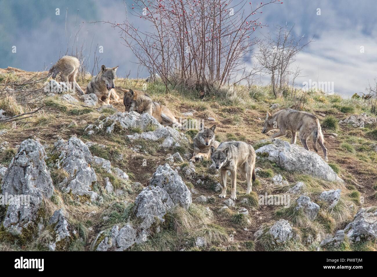 Lupi in natura Foto Stock