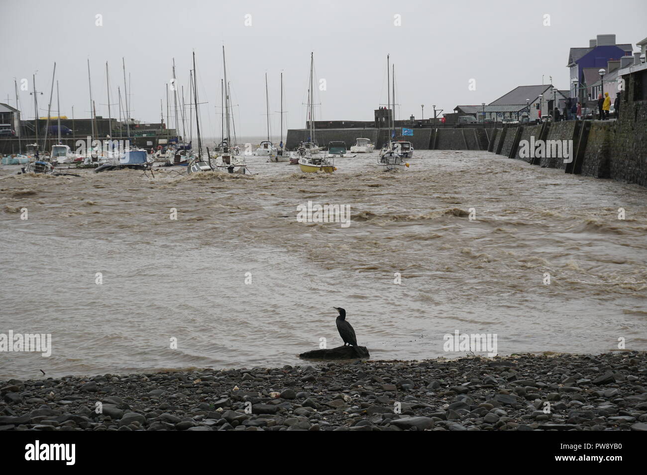 Aberaeron, UK. 13 ottobre 2018. Una scena di devastazione in Aberaeron Harbour sulla West Wales coast questo pomeriggio come heavy rain e alta venti di tempesta Callum continuare a causa della distruzione. Acqua di inondazione dal fiume Aeron alberi portanti e grossi rami in crash barche ormeggiate ci danno a molti e totalmente naufragio altri. Credito: Anthony Pugh/Alamy Live News Foto Stock