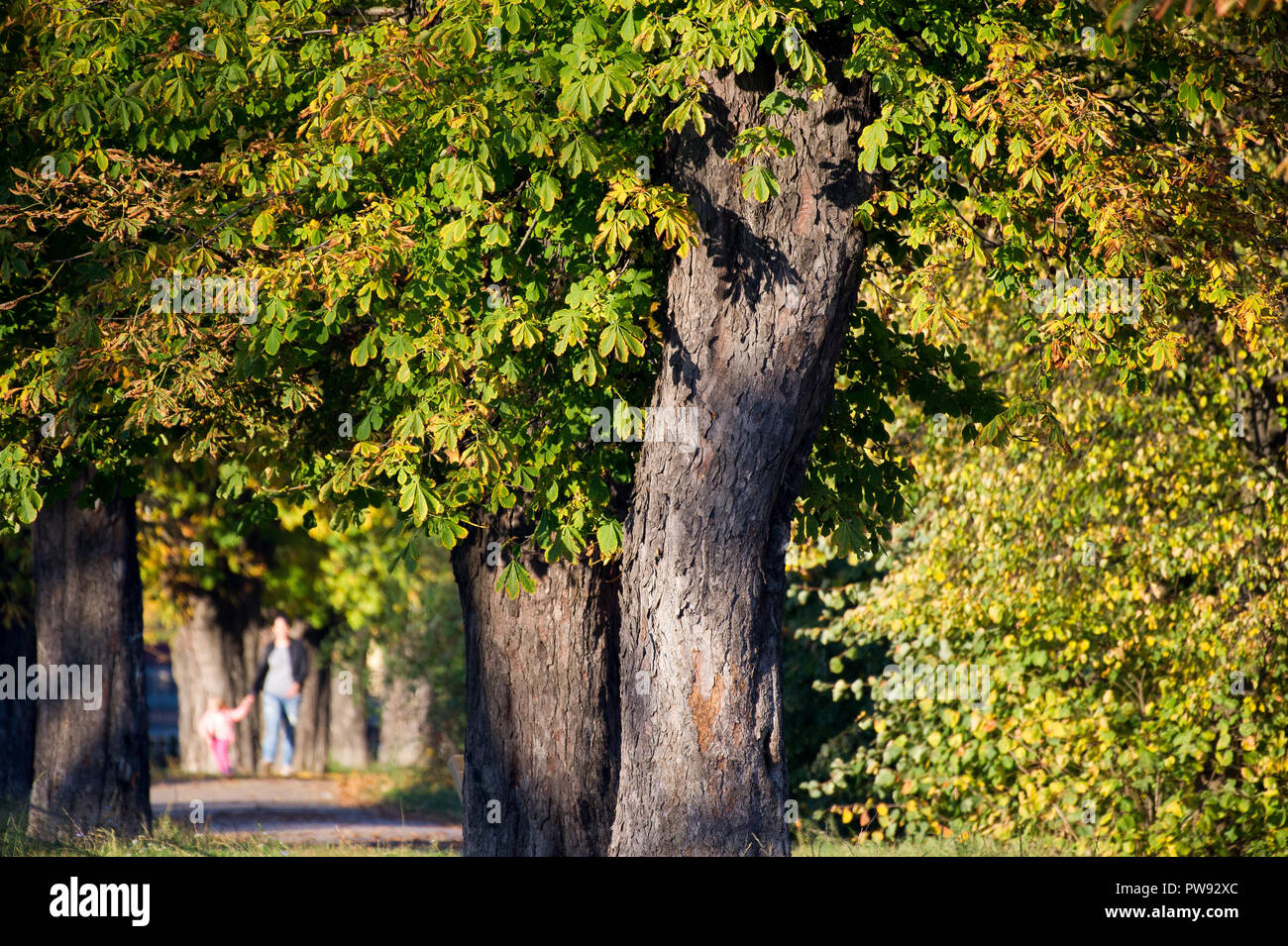 Gdansk, Polonia. 13 ottobre 2018. Autunno in Gdansk, Polonia. Il 13 ottobre 2018 © Wojciech Strozyk / Alamy Live News Foto Stock