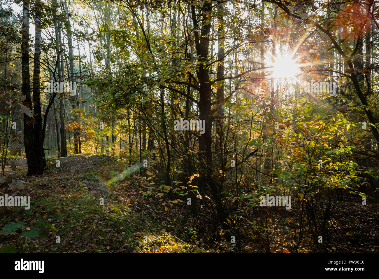 Lodz, Polonia. Il 14 ottobre 2018. Sunrise autunnali nella foresta. Credito: Slawomir Kowalewski/Alamy Live News Foto Stock