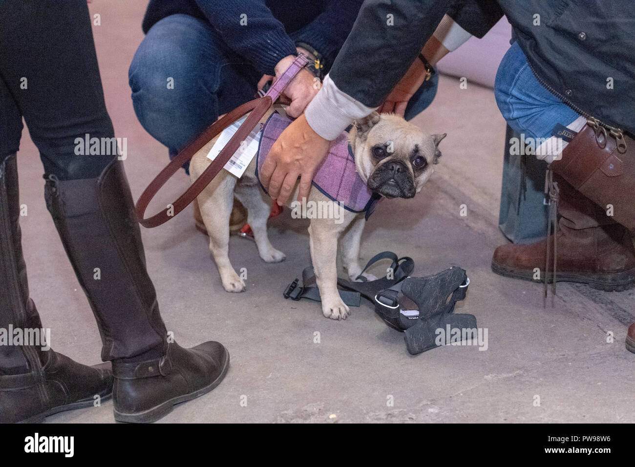 Londra, Regno Unito. Il 14 ottobre 2018. Un 'Doggy stile' caso in cui l'ultima moda, elegante e alla moda delle marche di accessori del cane il tempo per un nuovo doggy umettare il credito Ian Davidson/Alamy Live News Foto Stock