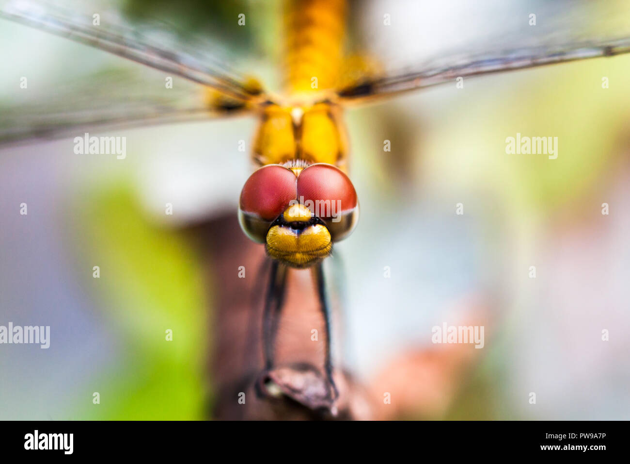 Primo piano della parte anteriore vista superiore della testina del giallo dragonfly poggiante sulla foglia secca. Macro shot. Foto Stock