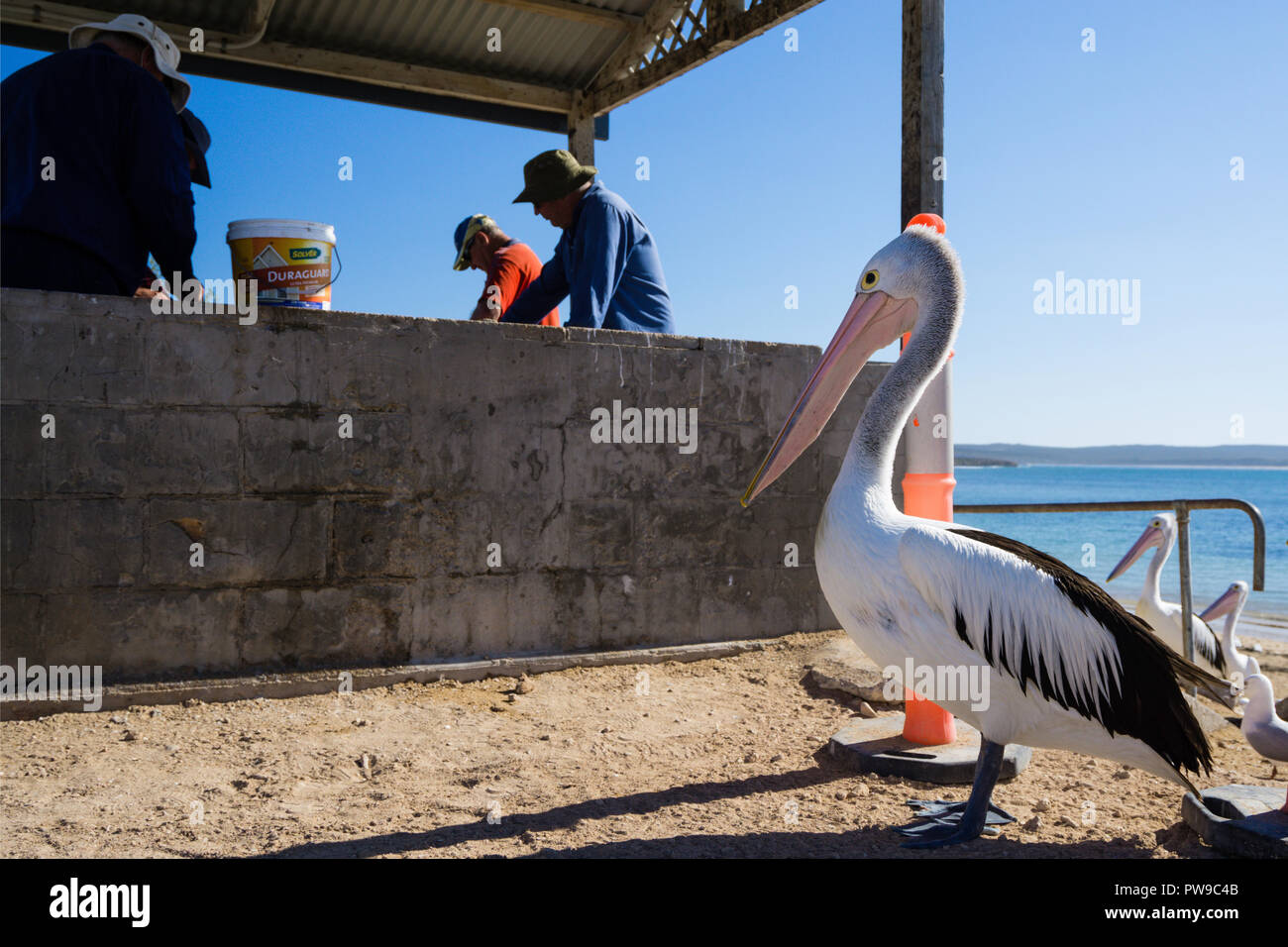 I pescatori la sfilettatura pesce mentre i pellicani che attendere di ricevere gli scarti, Venus Bay, penisola di Eyre, Sud Australia Foto Stock