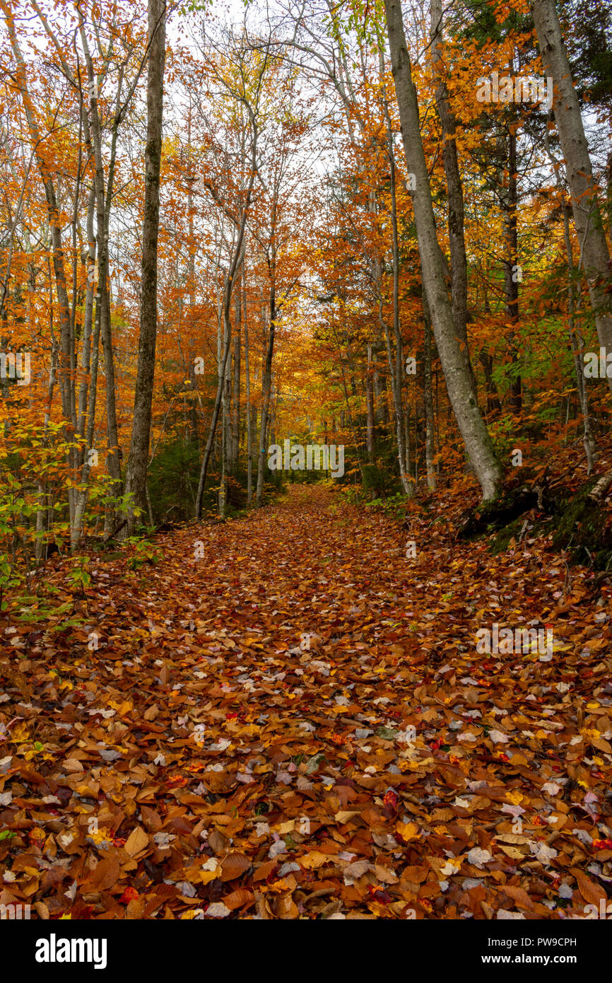 Il percorso su Vermont sentiero escursionistico a metà autunno Foto Stock