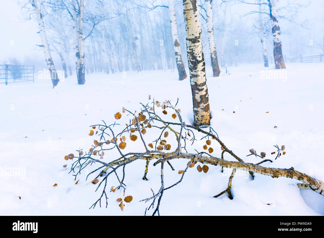 Caduto il ramo aspen, neve, 83 Mile House, Regione Cariboo, British Columbia, Canada Foto Stock