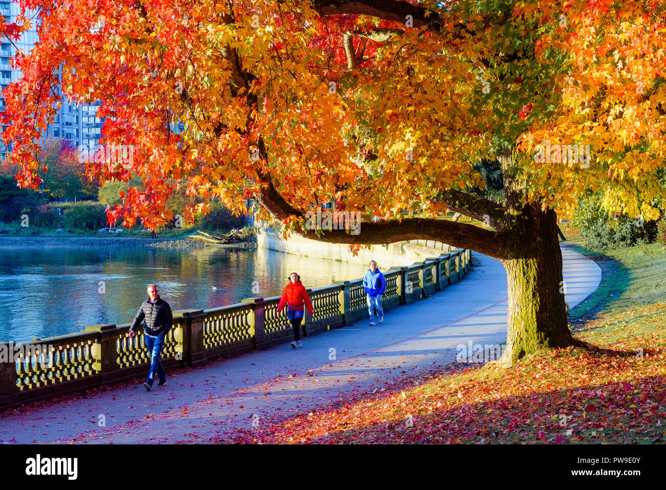 Stanley Park, seawall, Vancouver, British Columbia, Canada Foto Stock