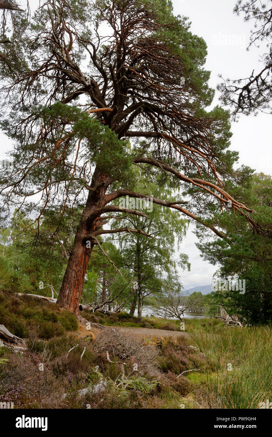 Pino silvestre Tree - Pinus sylvestris Loch un Eilein, Rothiemurchus foresta, Speyside, Scozia Foto Stock