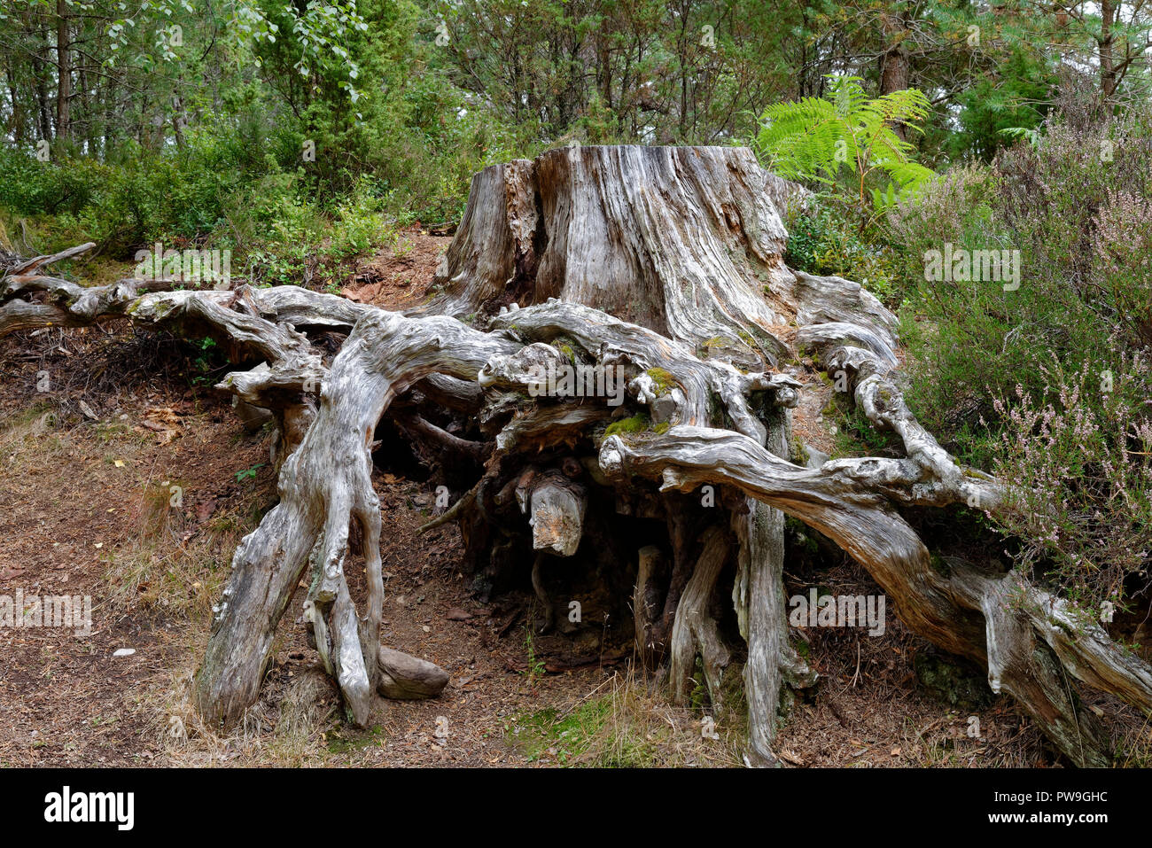 Il vecchio pino silvestre ceppo di albero - Pinus sylvestris Loch un Eilein, Rothiemurchus foresta, Speyside, Scozia Foto Stock