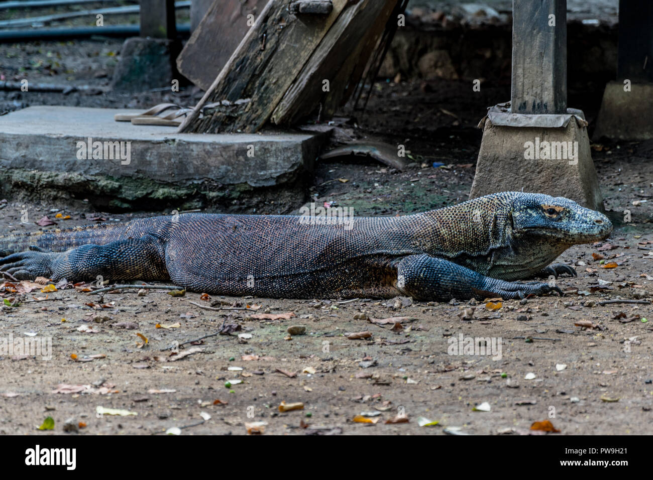 Drago di Komodo, la lucertola più grande - Parco Nazionale di Komodo, Indonesia, Asia Foto Stock