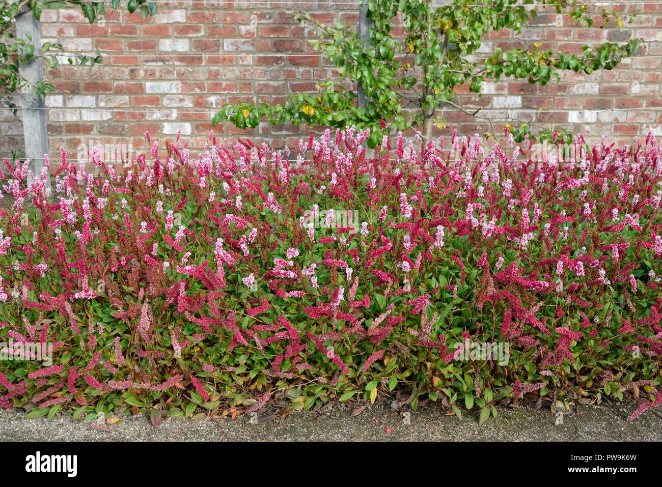 La piantagione di massa di Persicaria affinis 'Darjeeling rosso' in un giardino murato in Rouken Glen park, East Renfrewshire, Scotland, Regno Unito, Europa Foto Stock
