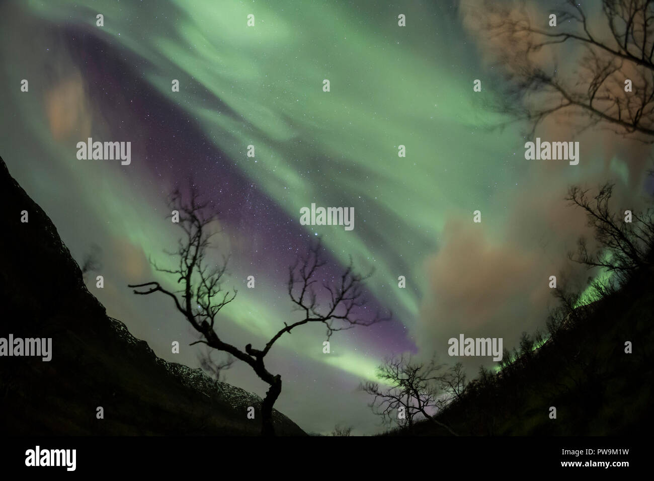 Fish Eye lens aurora boreale o luci del nord, attivo tende colorate in movimento attraverso il cielo notturno a nord del Circolo Polare Artico Kvaloya isola di Troms in Norvegia Foto Stock