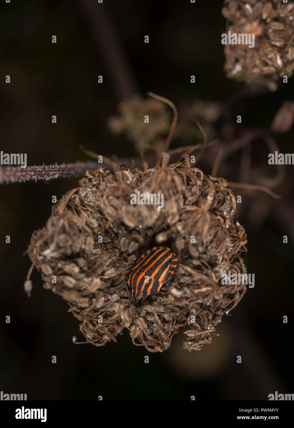 Shieldbug rivestito su un fiore Foto Stock