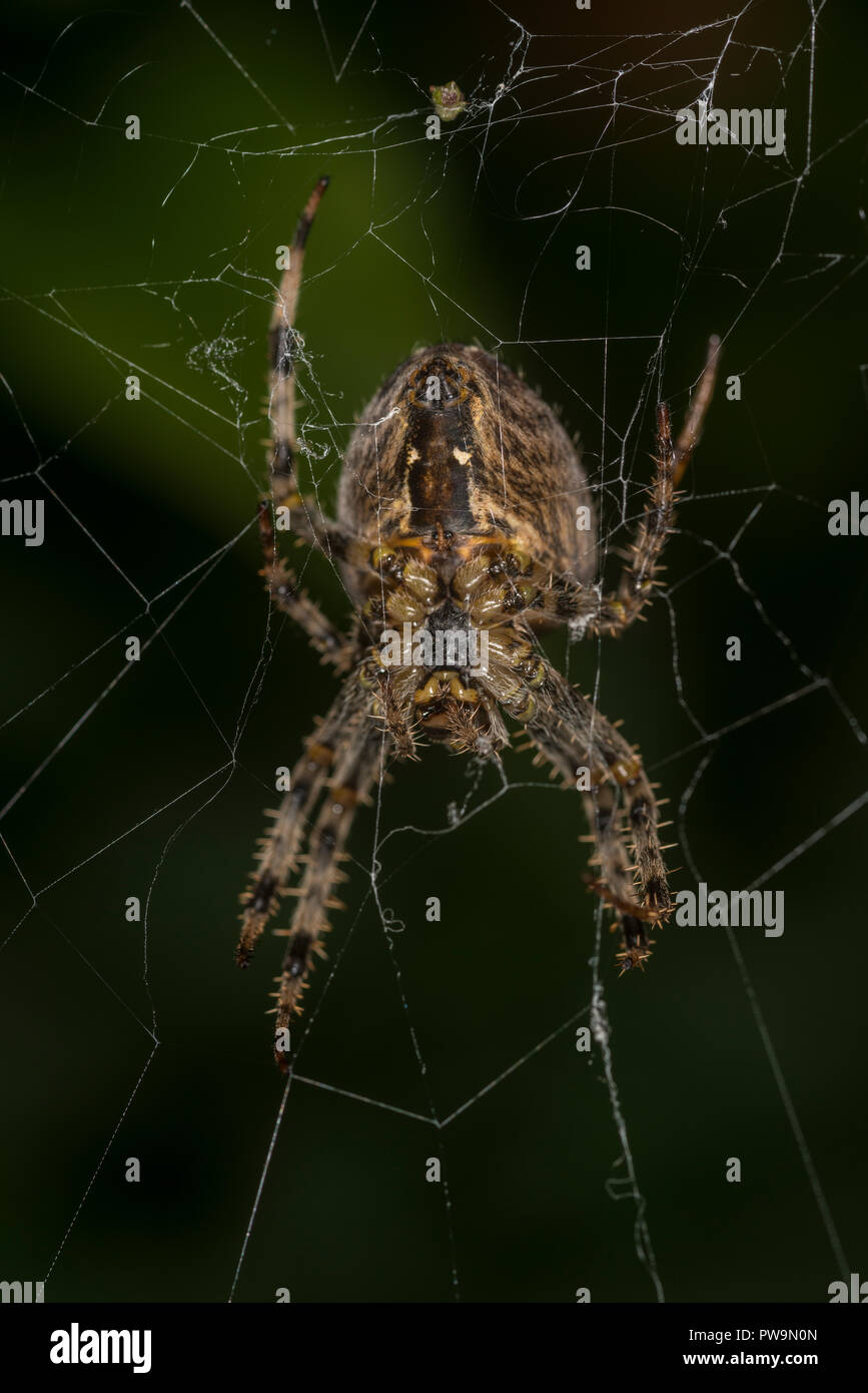 Croce spider seduto nel suo web Foto Stock