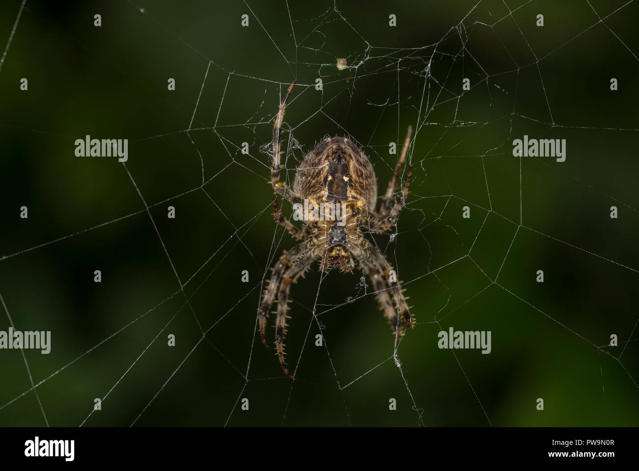 Croce spider seduto nel suo web Foto Stock