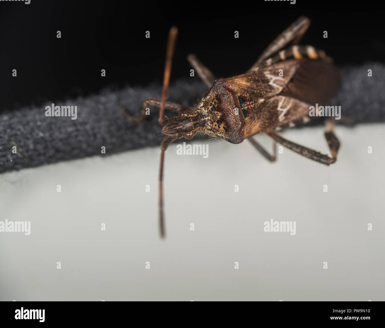 Western sementi di conifere bug su una lampada Foto Stock