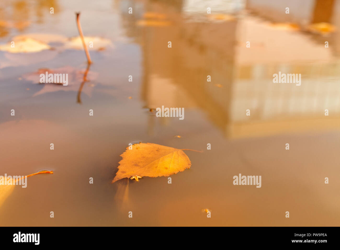 Una pozza sul marciapiede in cui le foglie di autunno galleggiante e riflette l'edificio. Foto Stock
