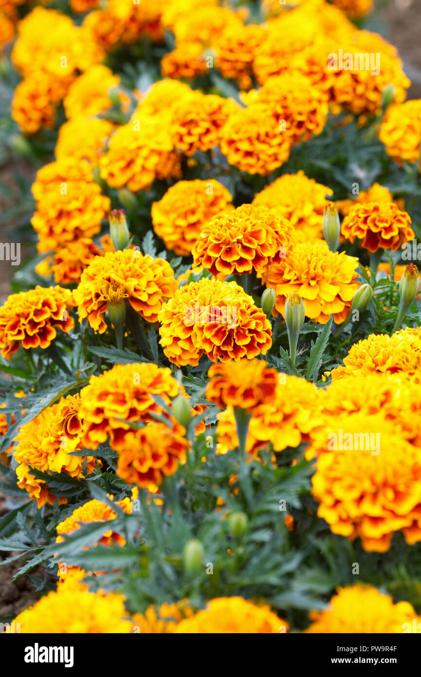 Tagetes patula. Tagete francese 'Bonanza fiamma' Fiori. Foto Stock