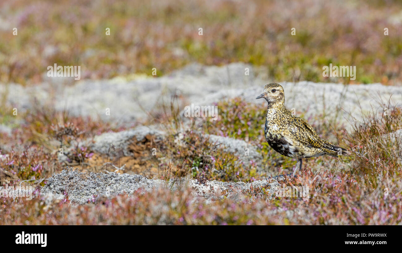 Un adulto Eurasian golden plover Pluvialis apricaria, vicino Eldborg cratere vulcanico, Islanda Foto Stock