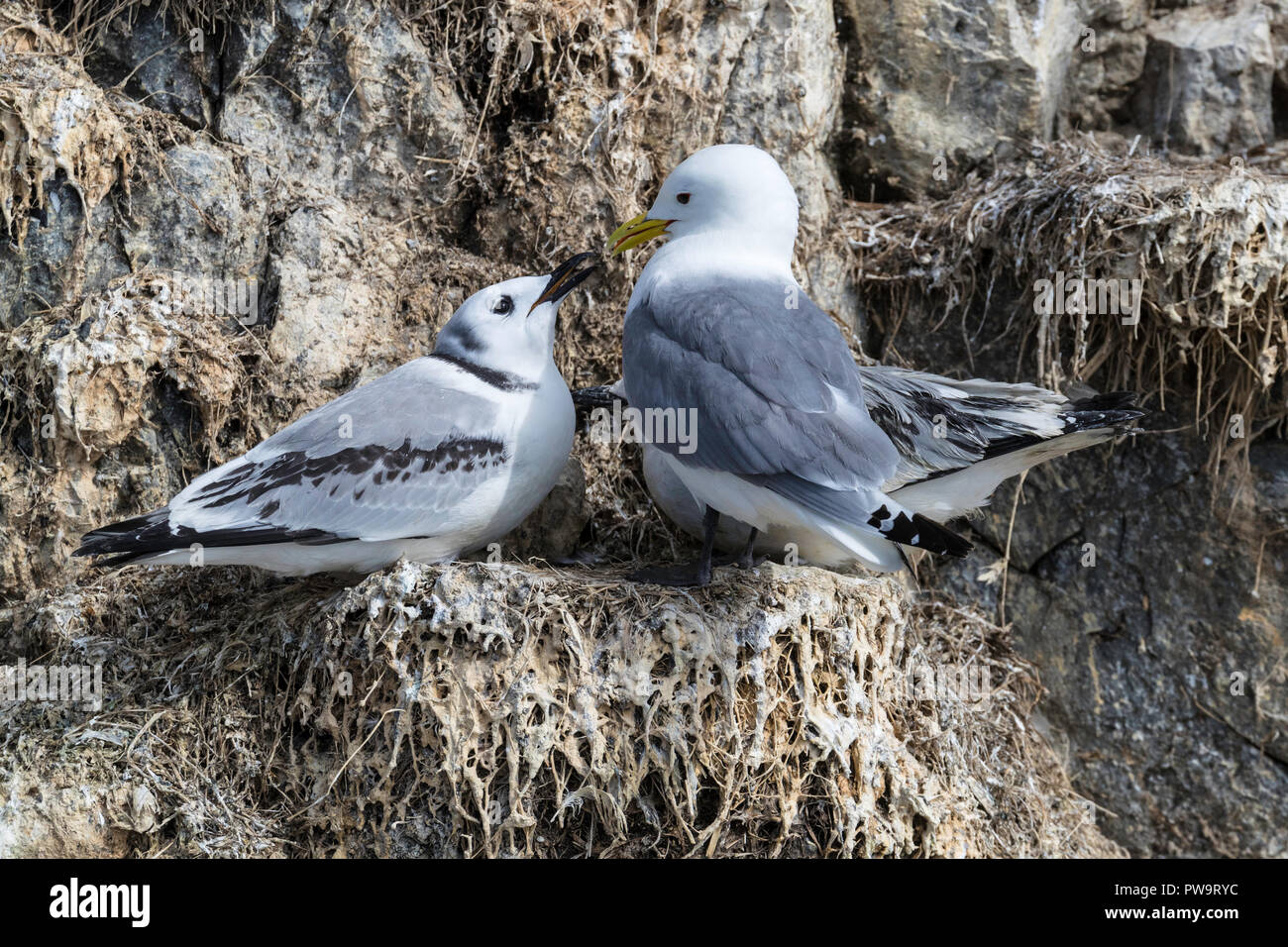 Adulto e bambino nero-zampe, kittiwakes Rissa tridactyla, nesting vicino Stykkishhólmur sulla penisola Snaefellsnes, Islanda Foto Stock