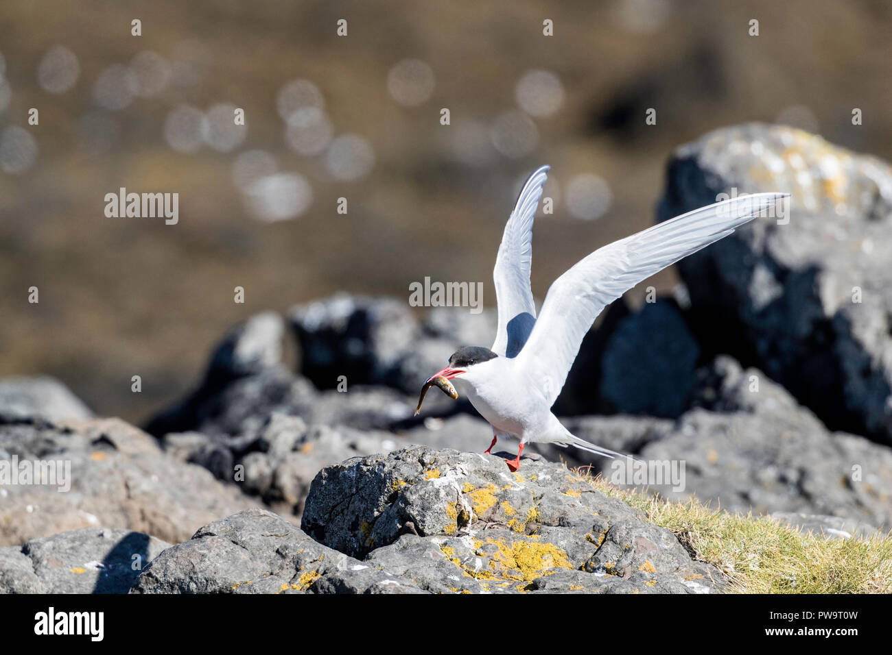 Adulto Arctic tern, Sterna paradisaea, con il pesce appena pescato, Flatey Isola, Islanda Foto Stock