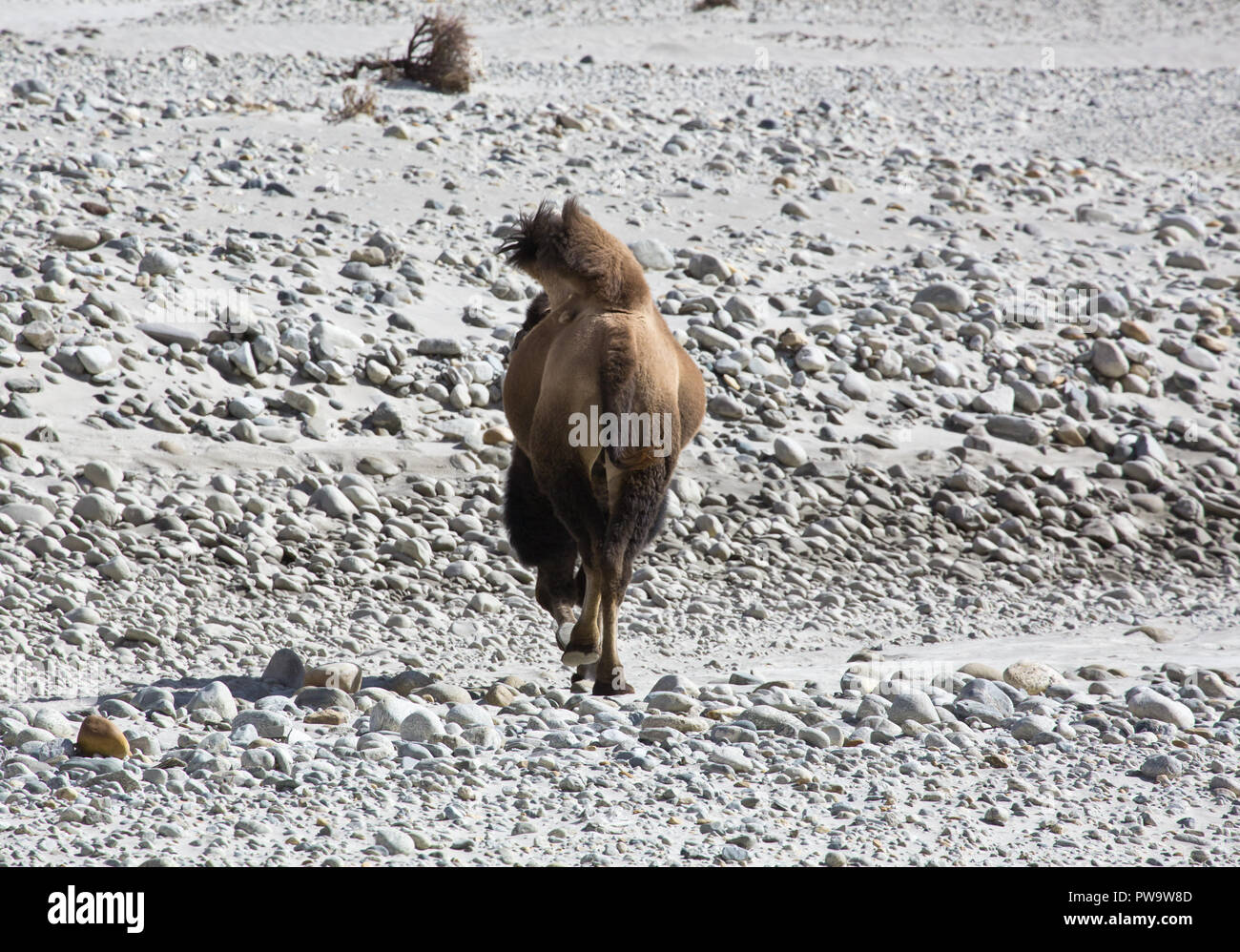 Bactrian camel sulla Karakoram Highway Foto Stock