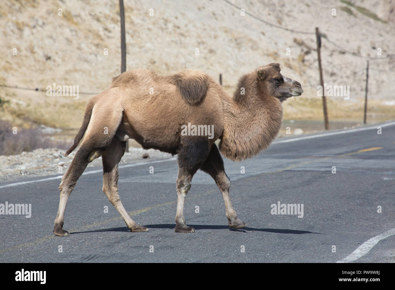Bactrian camel sulla Karakoram Highway Foto Stock