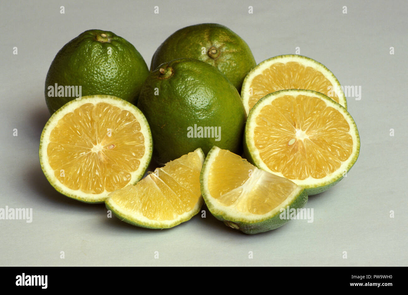 INTERE, A FETTE E SPICCHI DI LIME TAHITIANE O PERSIANE (AGRUMI LATIFOLIA) APPENA RACCOLTE SU SFONDO BIANCO. Foto Stock