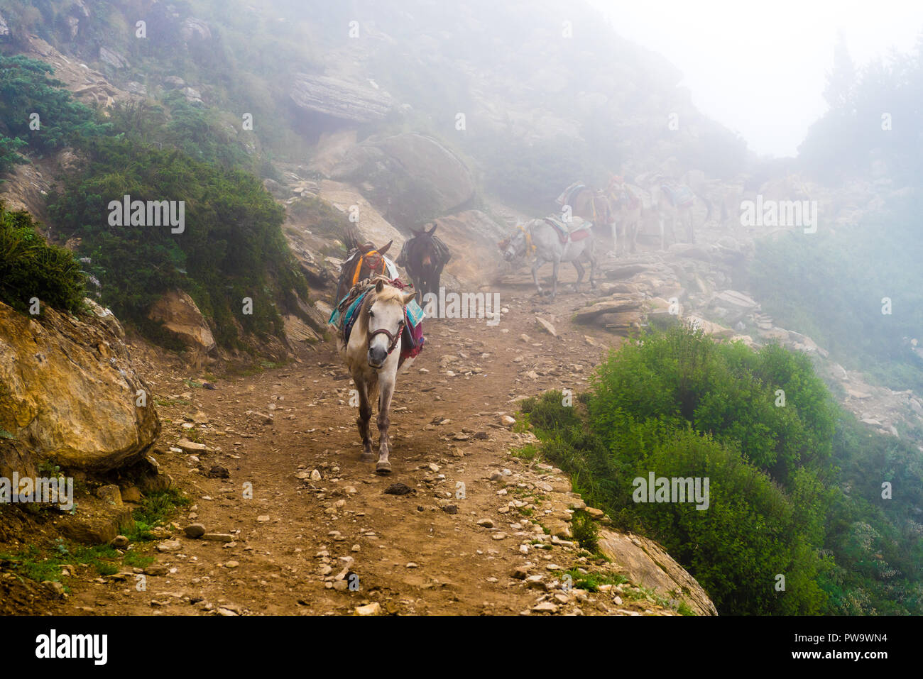 Annapurna Conservation Area, Nepal - Luglio 21, 2018 : montagna muli sul percorso di trekking in Annapurna Area di Conservazione, Nepal la più grande area protetta Foto Stock