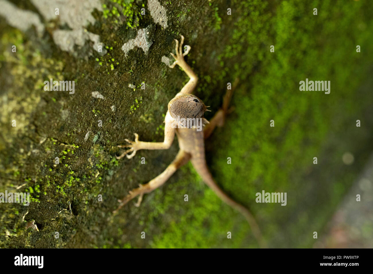 foto macro di una lucertola che si crogiola sulle rocce nel giardino sotto il sole mattutino. Foto Stock