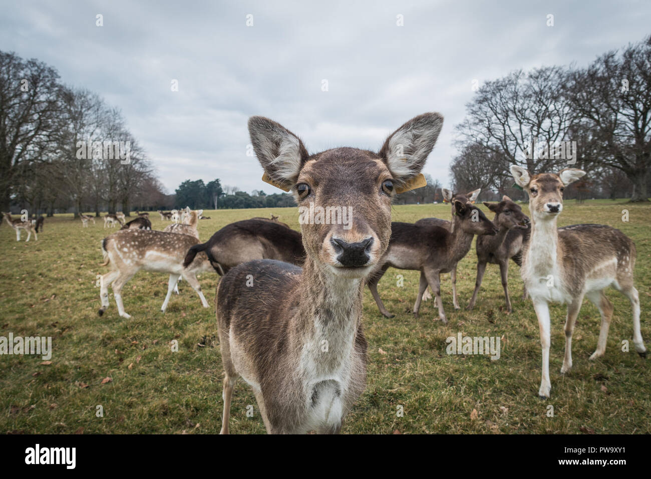 Non ho alcun occhio deer chi sei Foto Stock