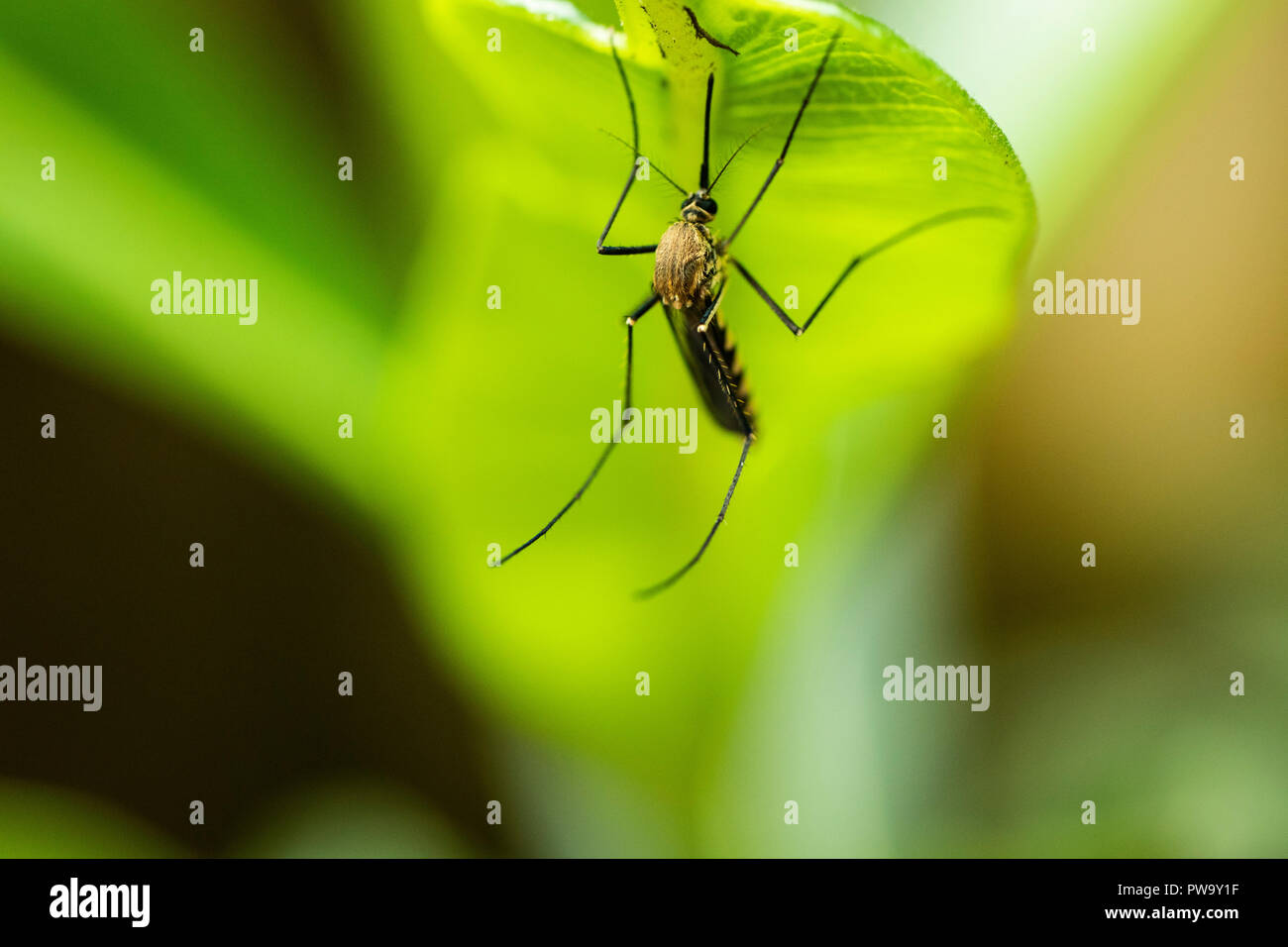 Mosquito bere SAP da un impianto Foto Stock