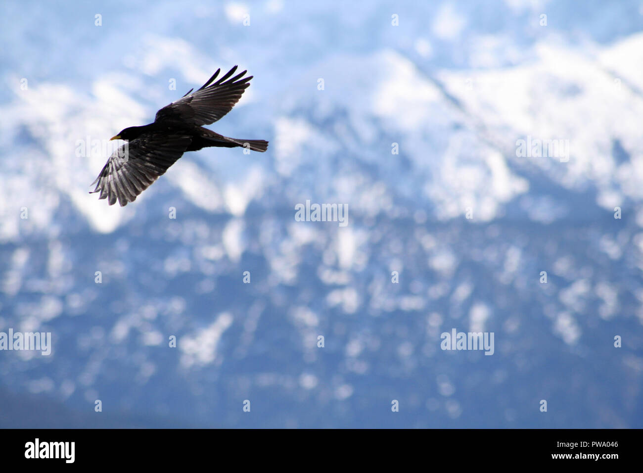 Libertà di volare Foto Stock