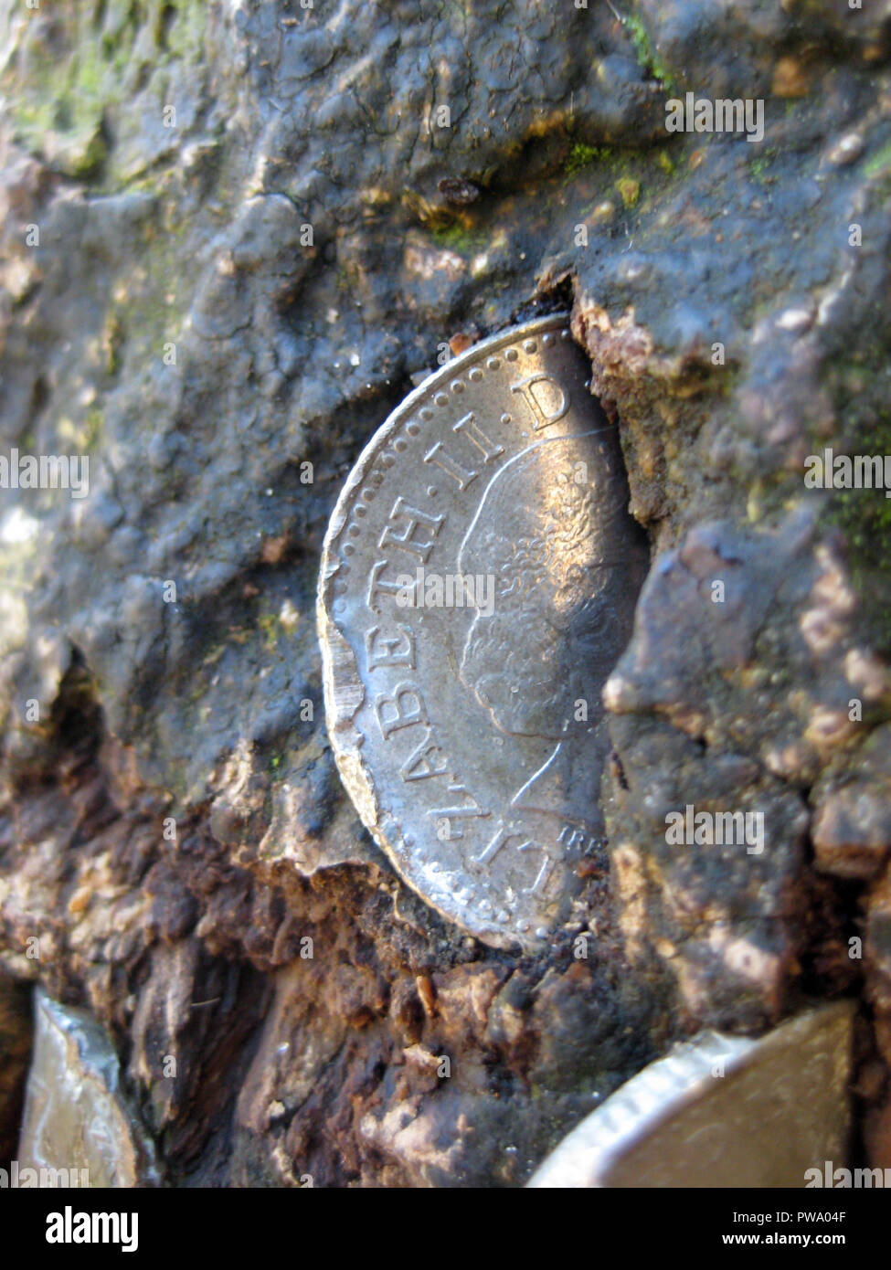 La struttura ad albero è cresciuta intorno alla moneta - natura oltre il capitalismo Foto Stock