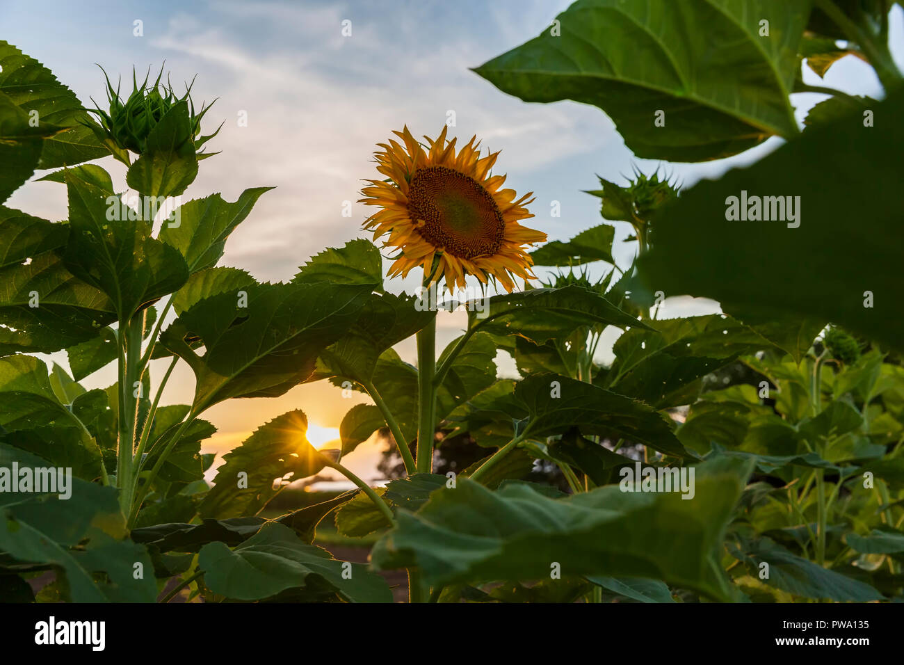 Un campo di girasoli sbocciato fuori strada di un paese nella regione dei Laghi Finger dello Stato di New York. Foto Stock