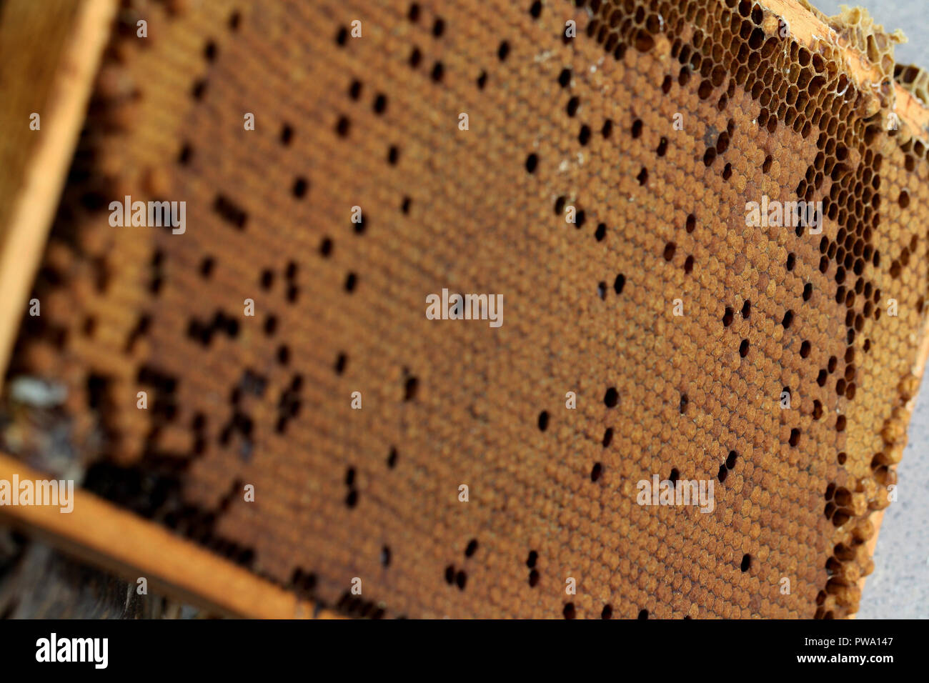 Close up di bee pettine con uova, senza covata api Foto Stock