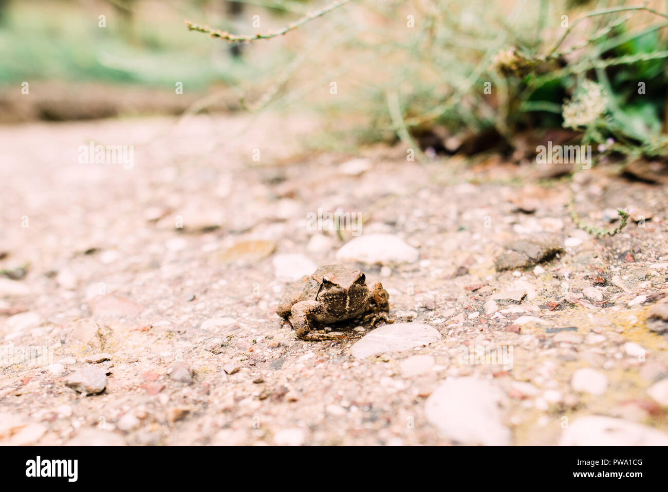 Close up fotografia, Rana graeca rana con piante e Cancella sfondo piante e bokeg Foto Stock