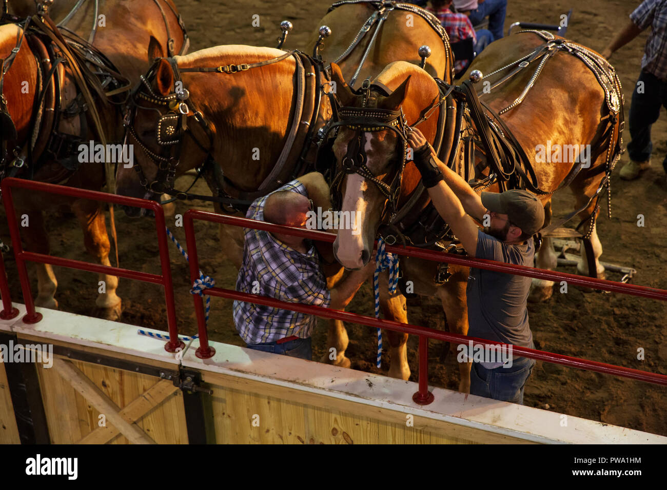 Il cavallo padiglione presso la grande New York State Fair, Agosto 27, 2015. Foto Stock