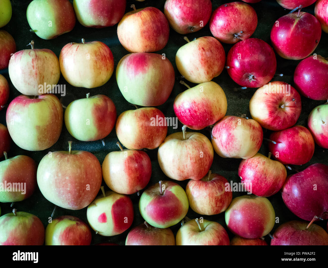 Mele sul display a Brogdale Festival Apple Faversham Kent 2018 Foto Stock