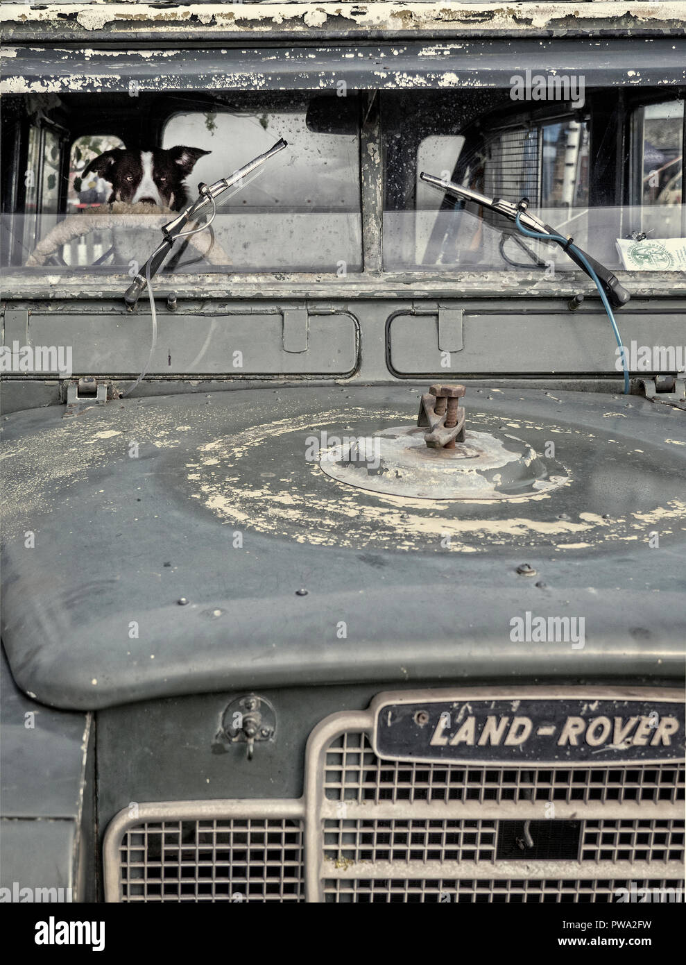 Cane di pecora nel sedile di guida di Land Rover Defender Foto Stock