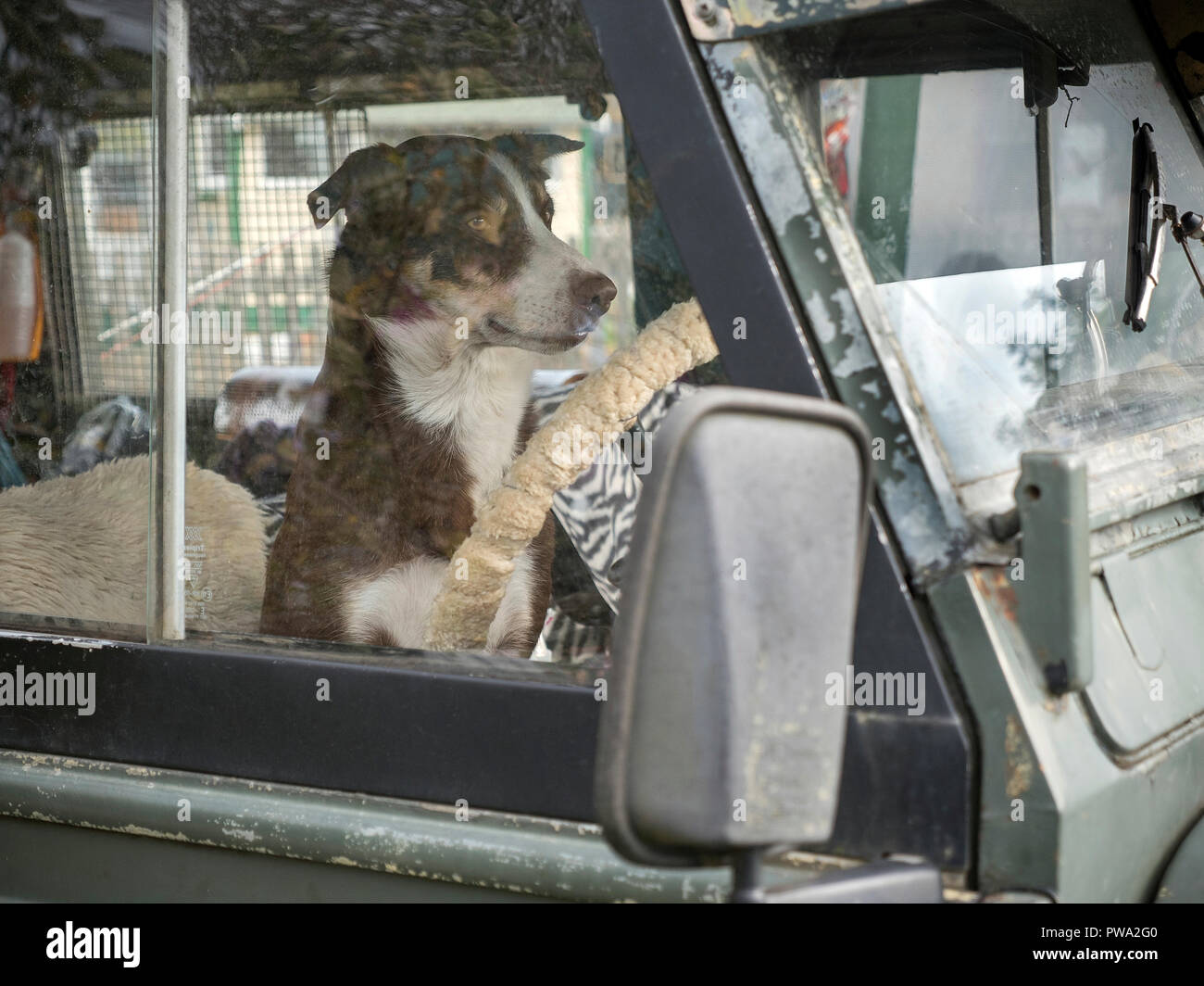 Cane di pecora nel sedile di guida di Land Rover Defender Foto Stock